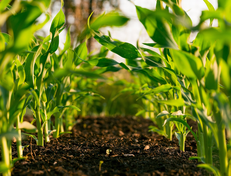 Plants growing in farm