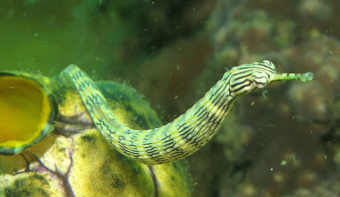 Cutting edge research uses pipefish to study the puzzle of sexual selection