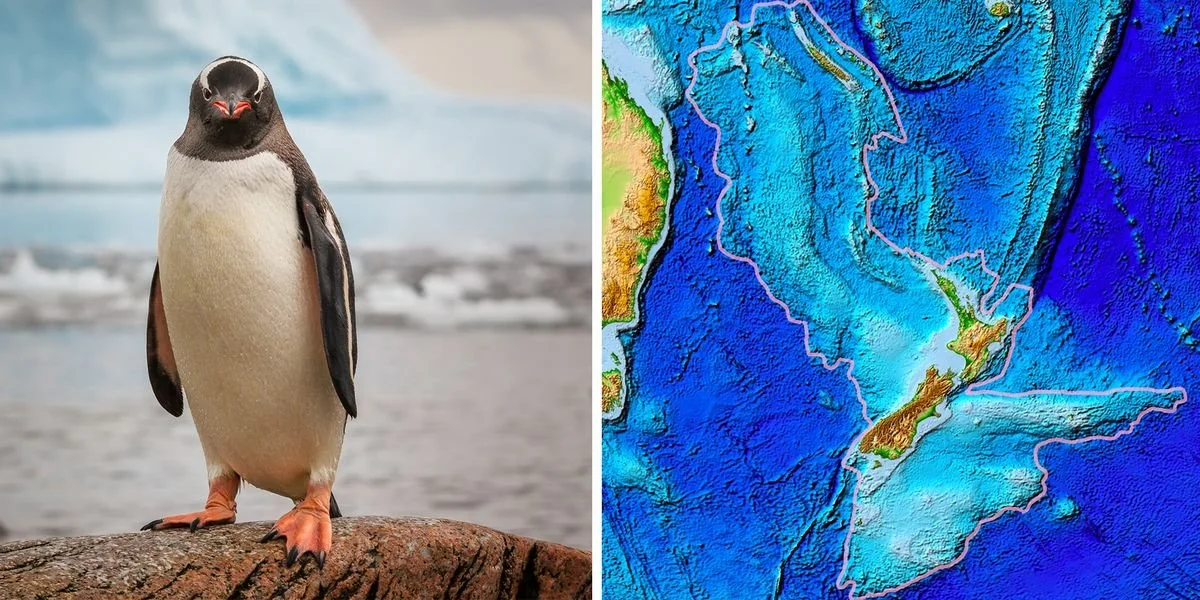 New Zealand’s Ancient Monster Penguins had Northern Hemisphere Doppelgangers